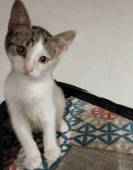 Moon -  American Shorthair Cat for Adoption in Union City, New Jersey - Moon | PetCurious