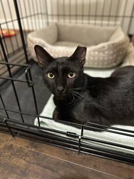 Raj -  American Shorthair Cat for Adoption in Houston, Texas - Raj | PetCurious