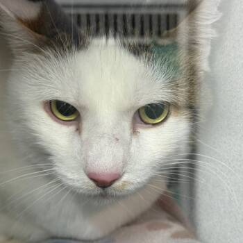 Rescue Domestic Short Hair Cats for Adoption in Evansville, Indiana - Finn | PetCurious