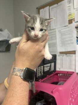 Cowlick -  Domestic Short Hair Cat for Adoption in Bolivar, Missouri - Cowlick | PetCurious