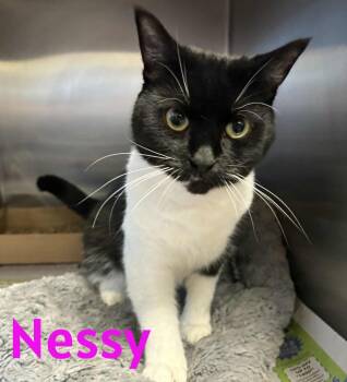 Rescue Domestic Short Hair Cats for Adoption in Bridgewater, New Jersey - Nessy | PetCurious