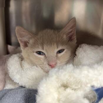 Rhaegal -  Domestic Short Hair Cat for Adoption in Mentor, Ohio - Rhaegal | PetCurious