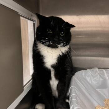 Domestic Short Hair Cats Available for Adoption - Bond | PetCurious