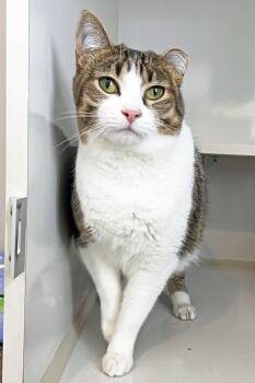 Domestic Short Hair Cats Available for Adoption in Lincoln, Nebraska - Rascal | PetCurious