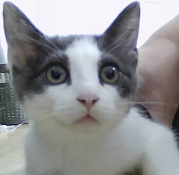 Rescue Domestic Short Hair Cats for Adoption in Dayton, Minnesota - Scott | PetCurious