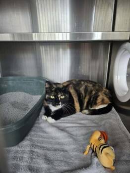 London -  Domestic Short Hair Cat Available for Adoption in Webster, Massachusetts - London | PetCurious