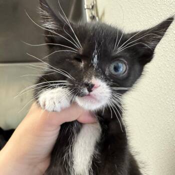 Wink (Group 3) -  Domestic Short Hair Cat Available for Adoption in Pekin, Illinois - Wink (Group 3) | PetCurious