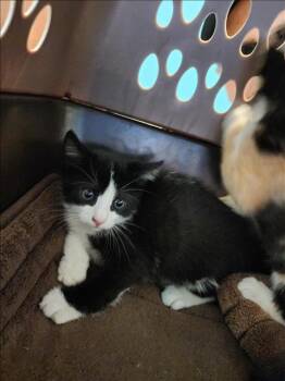 Rescue Domestic Short Hair Cats for Adoption in Houston, Texas - KITTEN 1 | PetCurious