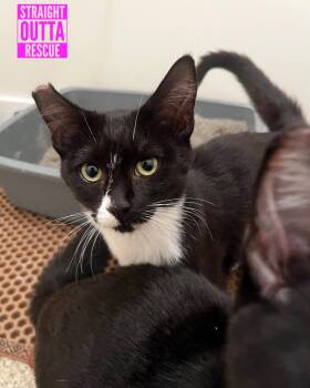 Rescue Tuxedo Cats for Adoption in Vancouver, British Columbia - Twitch | PetCurious