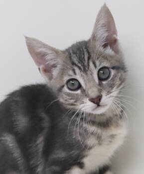 Paisley is so pretty petite silvery and SUPER SWEET -  Bengal and Abyssinian Cat for Adoption in Bedford Hills, New York - Paisley Is So Pretty Petite Silvery And SUPER SWEET | PetCurious