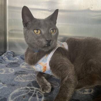 Ranger -  Domestic Short Hair Cat for Adoption in Lakeland, Florida - Ranger | PetCurious