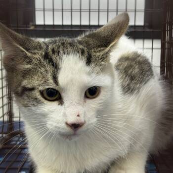 Rescue American Shorthair Cats for Adoption in Galveston, Texas - James | PetCurious