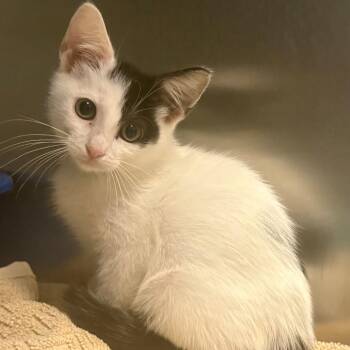 Kansas -  Domestic Short Hair Cat for Adoption in East Hanover, New Jersey - Kansas | PetCurious