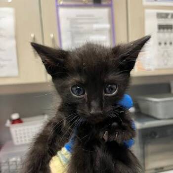 MARLIN -  Domestic Short Hair Cat for Adoption in Las Vegas, Nevada - MARLIN | PetCurious