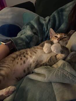 Maddie -  Torbie Cat for Adoption in Burnaby, British Columbia - Maddie | PetCurious