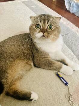 Io -  Scottish Fold Cat for Adoption - Io | PetCurious