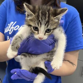 Dodge -  Domestic Short Hair Cat for Adoption in Greensboro, North Carolina - Dodge | PetCurious