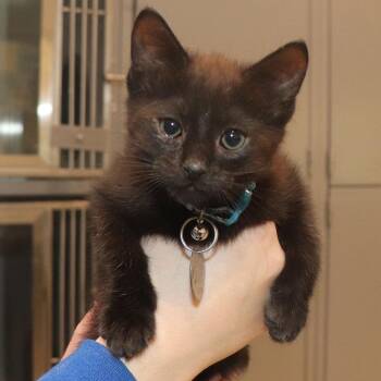 Domestic Short Hair Cats Available for Adoption in Port Washington, New York - Pickles | PetCurious