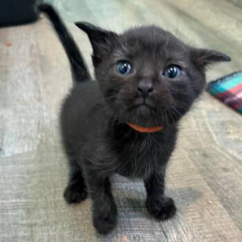 Arthur -  Domestic Short Hair Cat for Adoption in Falls Church, Virginia - Arthur | PetCurious