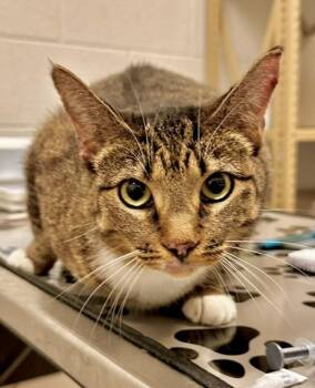LENO -  Domestic Short Hair Cat for Adoption in Derwood, Maryland - LENO | PetCurious
