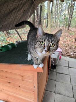 Tabby and Domestic Short Hair Cats Available for Adoption - Sabrina | PetCurious