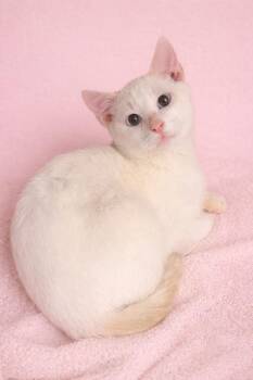 Siamese Cats Available for Adoption - Serena’s Flamepoint Boy  | PetCurious