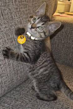 Tabby Cats Available for Adoption in Pasco, Washington - Michelangelo | PetCurious