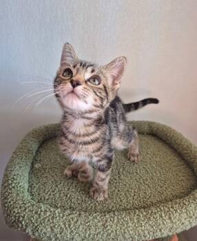 Felix -  Domestic Short Hair Cat for Adoption in Kingman, Arizona - Felix | PetCurious