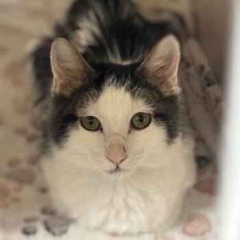 Squeak -  Domestic Long Hair Cat for Adoption in Marshalltown, Iowa - Squeak | PetCurious