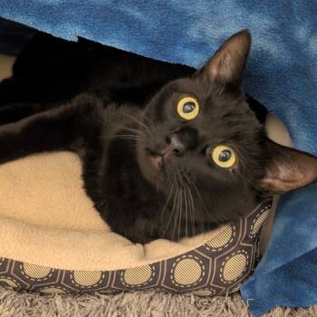 Rescue Domestic Short Hair Cats for Adoption in Sonoma, California - Inky | PetCurious