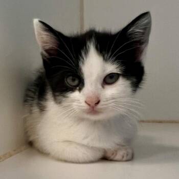 Ginsburg -  Domestic Short Hair Cat for Adoption in Oakland, California - Ginsburg | PetCurious