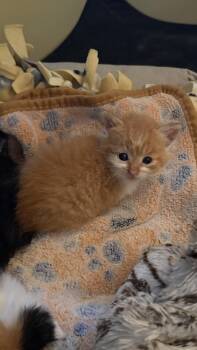 Circus -  Domestic Short Hair Cat for Adoption - Circus | PetCurious