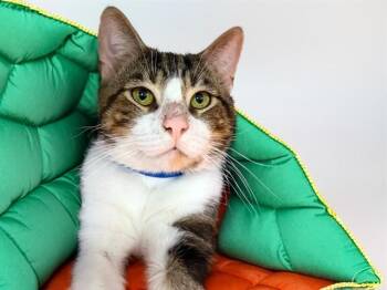 POOH -  Domestic Short Hair Cat for Adoption in Fort Lauderdale, Florida - POOH | PetCurious