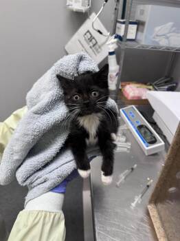 CLAUDIA -  Domestic Short Hair Cat for Adoption in Kent, Washington - CLAUDIA | PetCurious