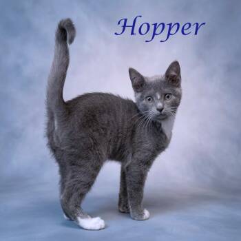 Hopper C26-318 -  Domestic Short Hair Cat for Adoption in Lebanon, Tennessee - Hopper C26-318 | PetCurious