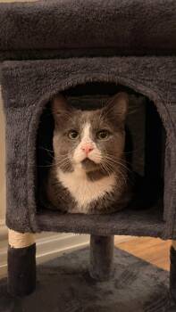 Domestic Short Hair Cats Available for Adoption - Pork Chop | PetCurious