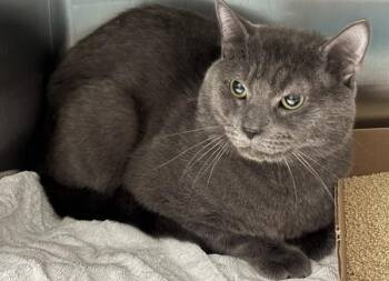Tostada -  Domestic Short Hair Cat for Adoption - Tostada | PetCurious