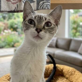 Misty 6068 -  Siamese Cat for Adoption in Boca Raton, Florida - Misty 6068 | PetCurious