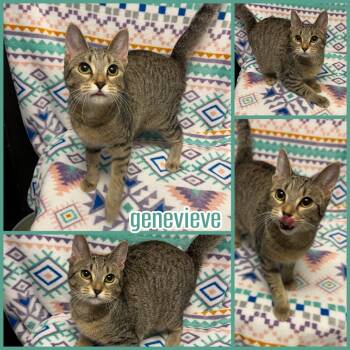 Domestic Short Hair Cats Available for Adoption in Naperville, Illinois - Genevieve | PetCurious