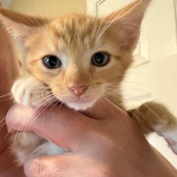 Rodney -  American Shorthair Cat for Adoption in Mount Vernon, Arkansas - Rodney | PetCurious