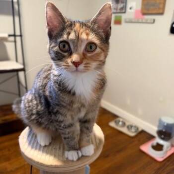 Sorbet -  Domestic Short Hair Cat for Adoption in Syracuse, New York - Sorbet | PetCurious