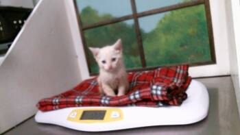 ROSA -  Domestic Short Hair Cat for Adoption in Houston, Texas - ROSA | PetCurious