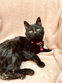 Domestic Short Hair Cats Available for Adoption - Davina | PetCurious
