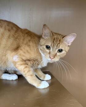 Franny -  Domestic Short Hair Cat for Adoption in Hamilton Township, New Jersey - Franny | PetCurious