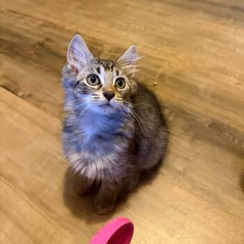 Lavender -  Domestic Long Hair Cat for Adoption in Jarrettsville, Maryland - Lavender | PetCurious