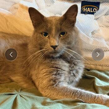 Birch -  Domestic Medium Hair Cat for Adoption in Falls Church, Virginia - Birch | PetCurious