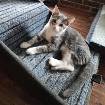 June -  Domestic Short Hair Cat for Adoption in Edwardsville, Illinois - June | PetCurious
