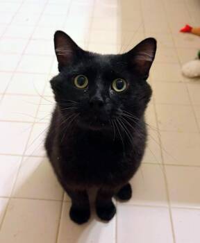 Pudding -  Domestic Short Hair Cat for Adoption in Ann Arbor, Michigan - Pudding | PetCurious