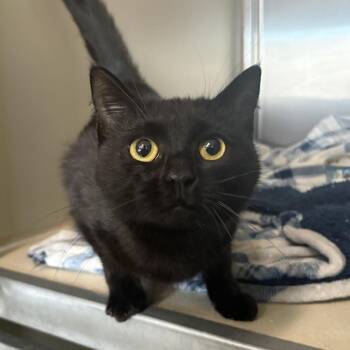 Myrtle -  Domestic Short Hair Cat for Adoption in Clavet, Saskatchewan - Myrtle | PetCurious