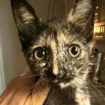 Tess -  Domestic Short Hair Cat for Adoption in Cumming, Georgia - Tess | PetCurious